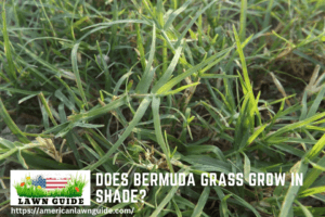 Does Bermuda Grass Grow In Shade