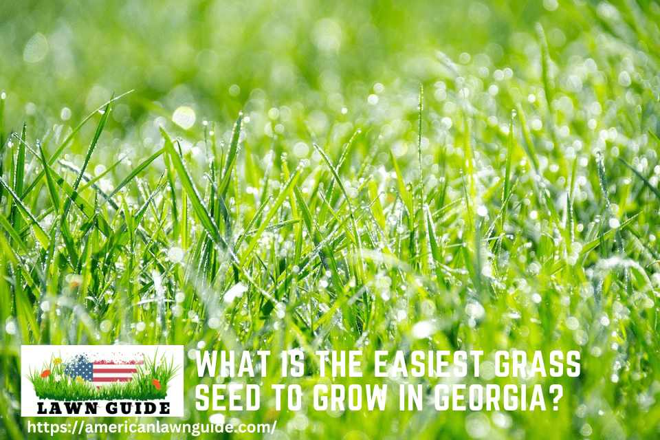 What Is The Easiest Grass Seed To Grow In Georgia