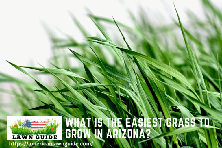 What Is The Easiest Grass To Grow In Arizona