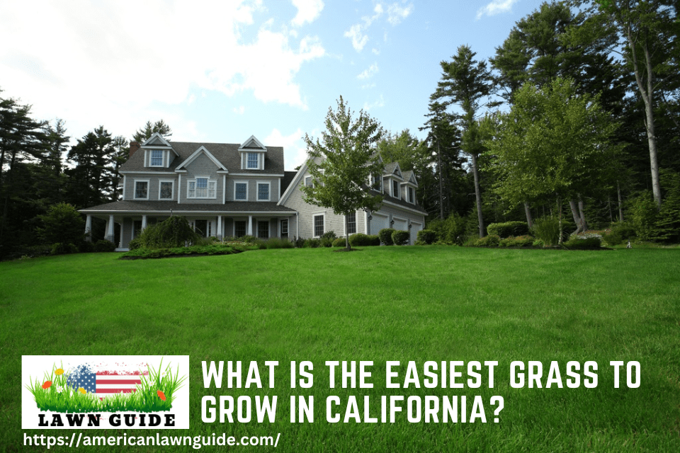 What Is The Easiest Grass To Grow In California