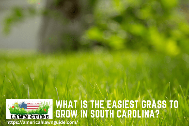 What Is The Easiest Grass To Grow In South Carolina