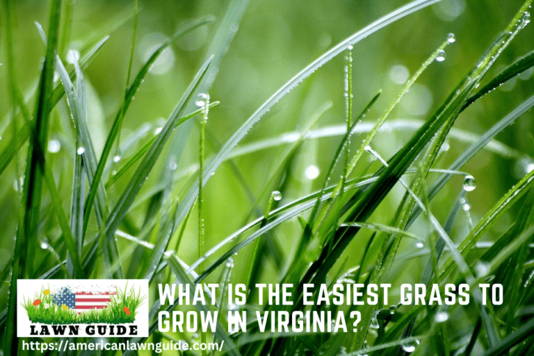 What Is The Easiest Grass To Grow In Virginia