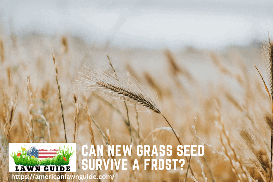 Can New Grass Seed Survive a Frost