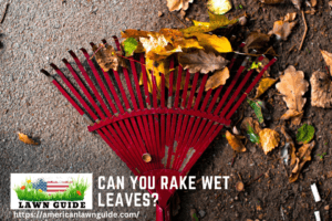 Can You Rake Wet Leaves