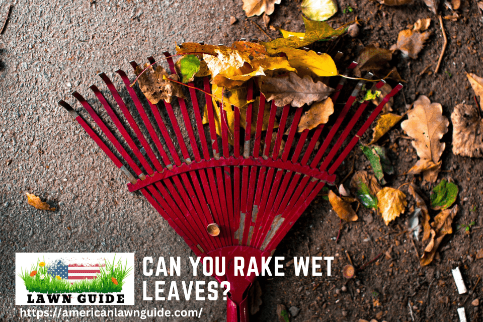 Can You Rake Wet Leaves