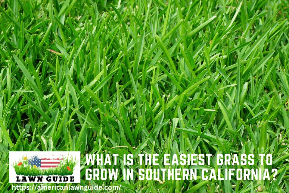 What Is The Easiest Grass To Grow In Southern California