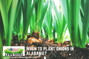 When to Plant Onions in Alabama