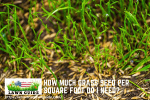 How Much Grass Seed Per Square Foot Do I Need