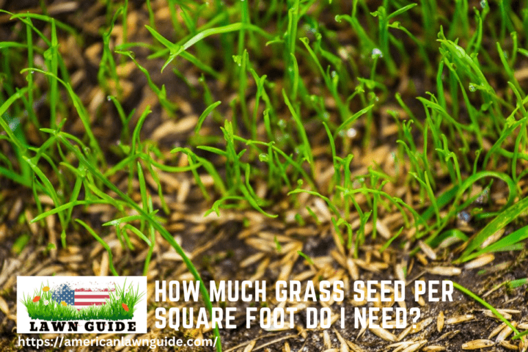 How Much Grass Seed Per Square Foot Do I Need