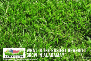 What Is The Easiest Grass To Grow In Alabama