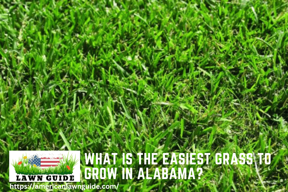 What Is The Easiest Grass To Grow In Alabama