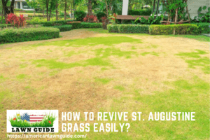 How to Revive St. Augustine Grass Easily