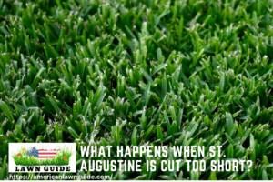 What Happens When St. Augustine Is Cut Too Short Grass Risks!