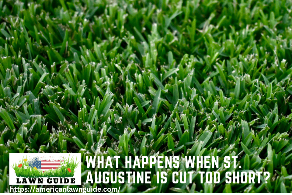 What Happens When St. Augustine Is Cut Too Short Grass Risks!