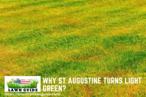 Why St Augustine Turns Light Green?