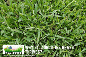 Why St. Augustine Grass Thrives?