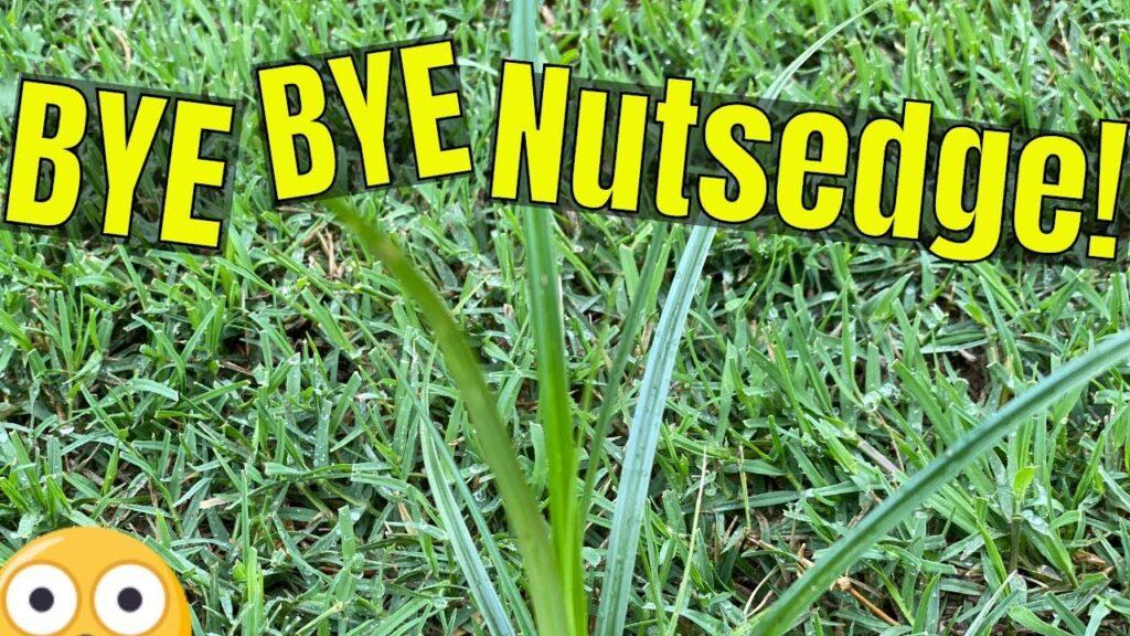 How to Kill Nutsedge in Bermuda Grass? Eliminate Weeds Fast!