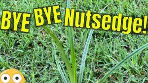 How to Kill Nutsedge in Bermuda Grass?