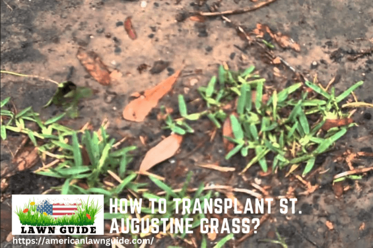 How To Transplant St. Augustine Grass?